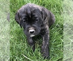 Puppy 6 Boxer-Golden Retriever Mix