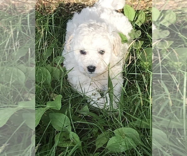 Medium Photo #2 Poochon Puppy For Sale in PRINCETON, KY, USA