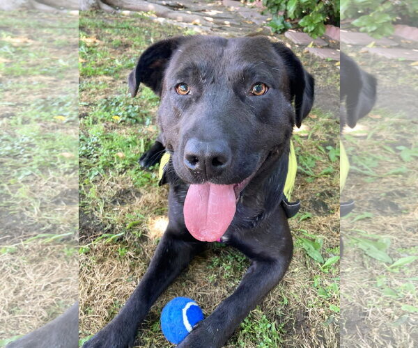 Medium Photo #12 Labrador Retriever-Unknown Mix Puppy For Sale in San Diego, CA, USA