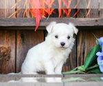 Puppy Roxanne Maltese