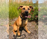 Small Labrador Retriever Mix