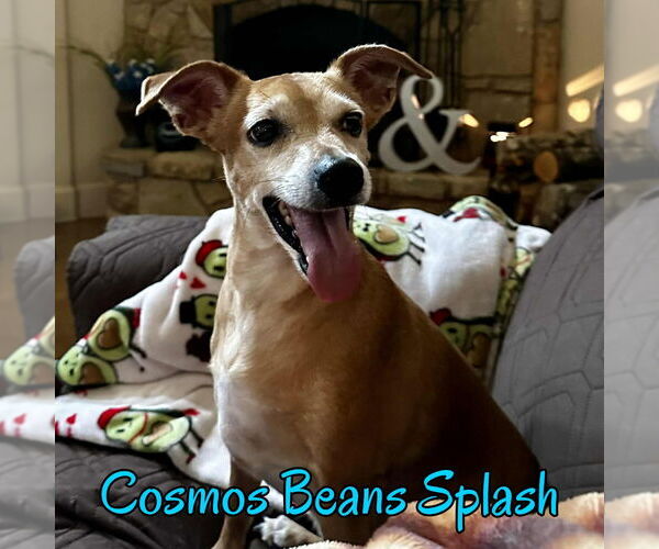 Medium Photo #2 Chiweenie Puppy For Sale in San Antonio, TX, USA