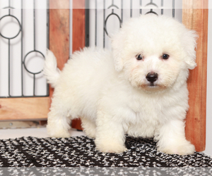 Bichon Frise Puppy for sale in NAPLES, FL, USA