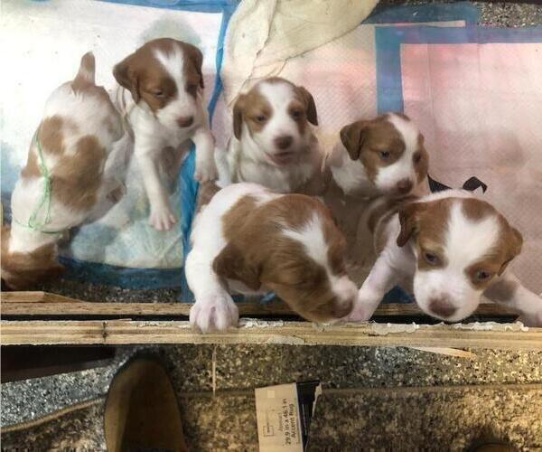 Medium Photo #1 Brittany Puppy For Sale in WESTON, WI, USA