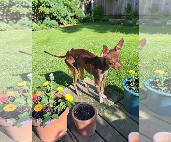 Medium Photo #2 Chihuahua Puppy For Sale in McKinney, TX, USA