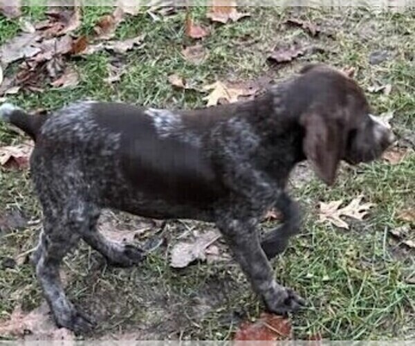 Medium Photo #2 German Shorthaired Pointer Puppy For Sale in PRINCETON, IA, USA