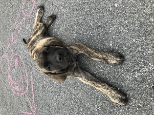 Mastiff Puppy for sale in LITITZ, PA, USA