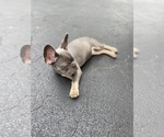 Small Photo #4 French Bulldog Puppy For Sale in DEERFIELD BEACH, FL, USA