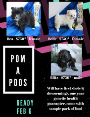 Pom-A-Poo Puppy for sale in LE MARS, IA, USA