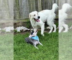 Small #8 Great Pyrenees