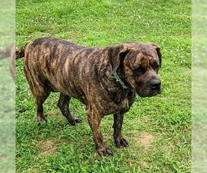 Fila Brasileiro Dogs for adoption in Jasper, AL, USA