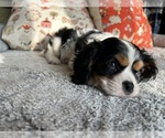 Small Photo #3 Cavalier King Charles Spaniel Puppy For Sale in LAWRENCE, MI, USA