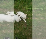 Small Photo #14 Golden Pyrenees-Great Pyrenees Mix Puppy For Sale in RAVENNA, MI, USA