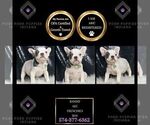 Small #1 French Bulldog