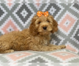 Cocker Spaniel-Poodle (Miniature) Mix Puppy for sale in LAKELAND, FL, USA