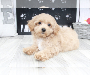 Poochon Puppy for sale in MARIETTA, GA, USA