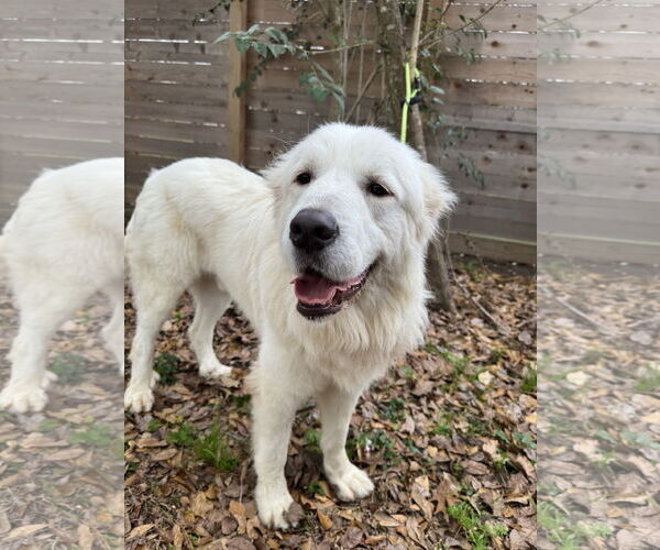 Medium Photo #4 Great Pyrenees Puppy For Sale in Spring, TX, USA
