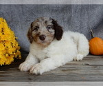 Small #4 Miniature Labradoodle