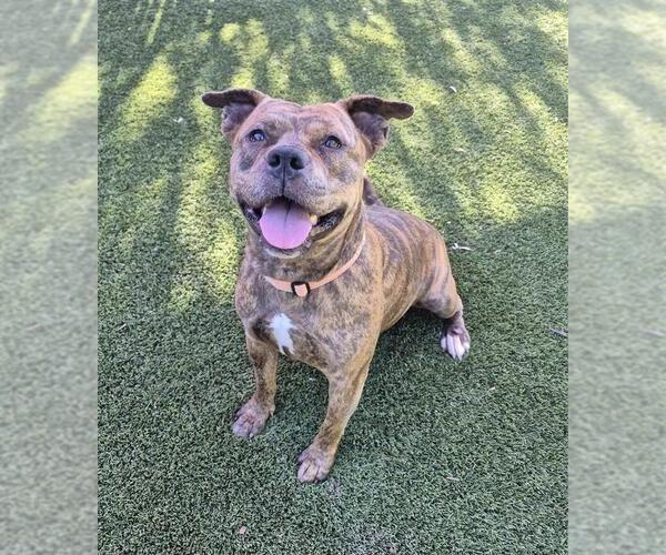Medium Photo #1 American Staffordshire Terrier-Unknown Mix Puppy For Sale in Elk Grove, CA, USA