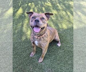 American Staffordshire Terrier-Unknown Mix Dogs for adoption in Elk Grove, CA, USA