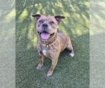 Small American Staffordshire Terrier Mix