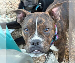 Mutt Dogs for adoption in Canton, CT, USA