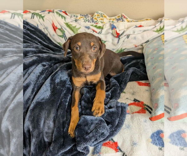 Medium Photo #14 Mutt Puppy For Sale in McKinney, TX, USA