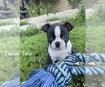 Puppy 4 Boston Terrier