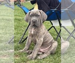 Puppy 4 Cane Corso