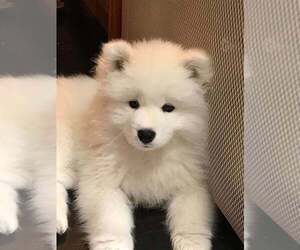 Samoyed Puppy for sale in JACKSONVILLE, FL, USA