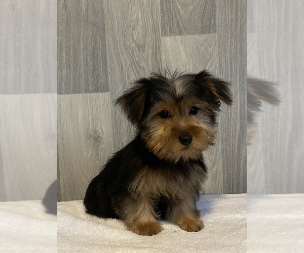 Medium Photo #2 Yorkshire Terrier Puppy For Sale in CANOGA, NY, USA