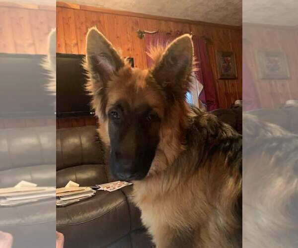 Medium Photo #63 German Shepherd Dog Puppy For Sale in LA FAYETTE, NY, USA