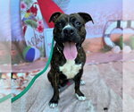 Small #1 Boxer Mix