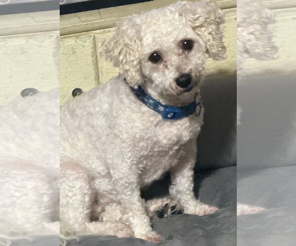 Medium Photo #1 Bichon Frise Puppy For Sale in Sioux Falls, SD, USA