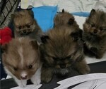 Puppy Coco Pomeranian