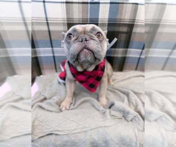 Medium Photo #3 French Bulldog-Unknown Mix Puppy For Sale in Lakewood, CO, USA