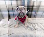 Small #2 French Bulldog Mix