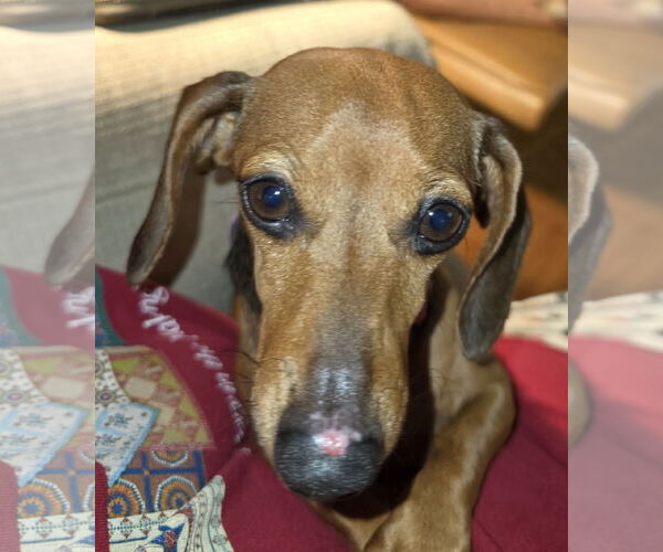 Medium Photo #2 Dachshund Puppy For Sale in Sioux Falls, SD, USA