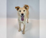 Small #4 Retriever  Mix