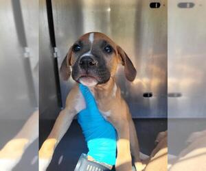 American Staffordshire Terrier-Unknown Mix Dogs for adoption in San Antonio, TX, USA
