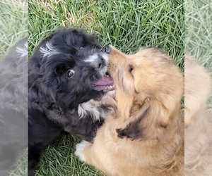 Aussie-Poo-F2 Aussiedoodle Mix Puppy for sale in SKY ACRES, VT, USA