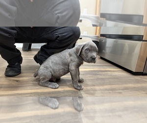Cane Corso Litter for sale in DELANSON, NY, USA