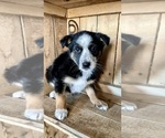 Small Photo #4 Australian Shepherd Puppy For Sale in CHESTERFIELD, MI, USA