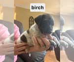 Small #10 German Shorthaired Pointer