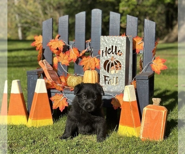 Medium Photo #1 German Shepherd Dog Puppy For Sale in VOLANT, PA, USA