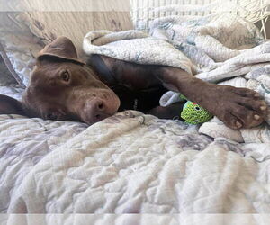 American Pit Bull Terrier-Unknown Mix Dogs for adoption in Oakhurst, NJ, USA