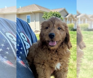 Goldendoodle (Miniature) Puppy for sale in HULL, IA, USA