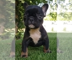 Small Photo #3 French Bulldog Puppy For Sale in LA VERGNE, TN, USA