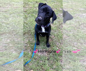 Labrador Retriever-Unknown Mix Dogs for adoption in Rockaway, NJ, USA