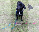 Small Labrador Retriever Mix